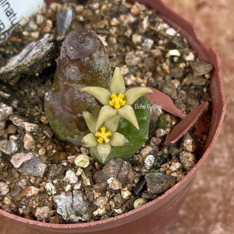 Piaranthus geminatus subsp decorus PVB5130 (West of Strydenburg)