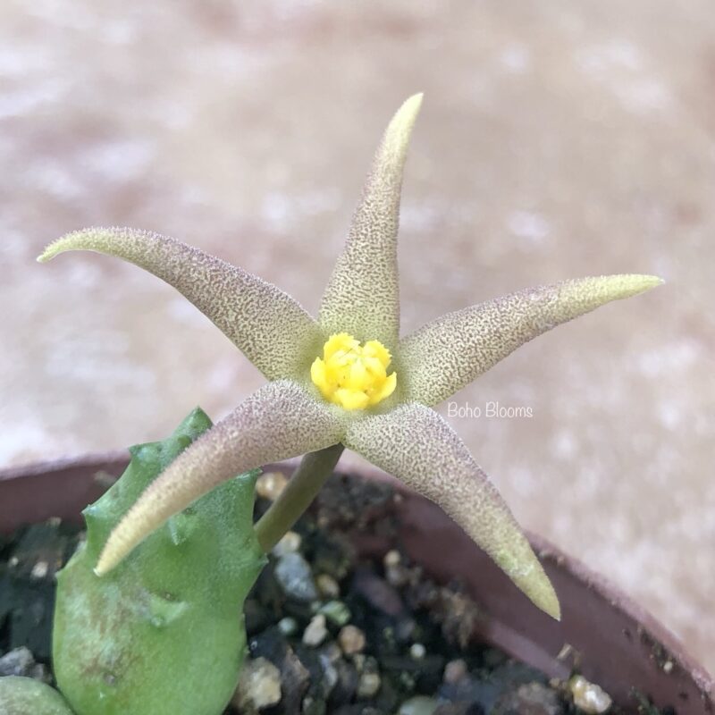 Piaranthus geminatus subsp geminatus (Anysberg)