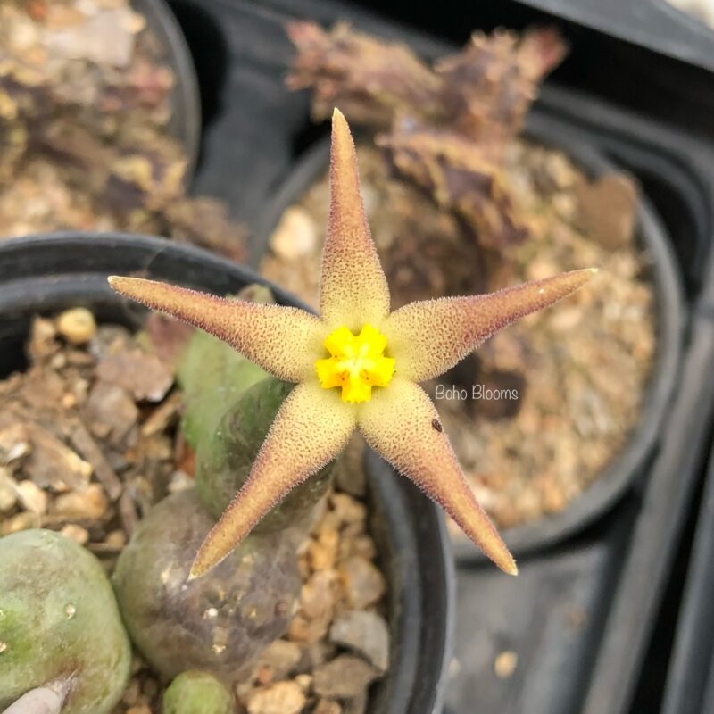 Piaranthus geminatus subsp geminatus (Bellair Dam)